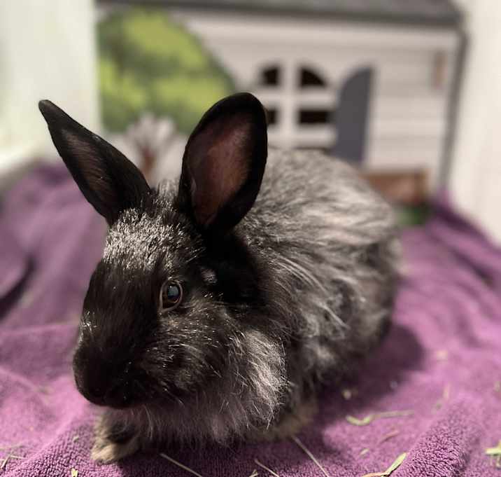 Photo of Prince