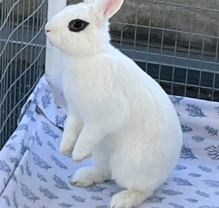 Photo of CAPTAIN CARROT