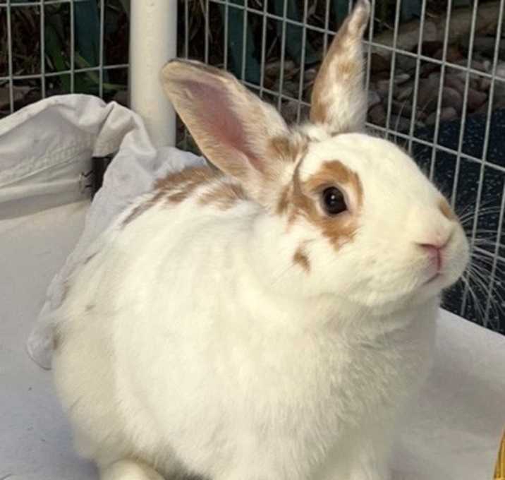 Photo of THUNDERBUNNY