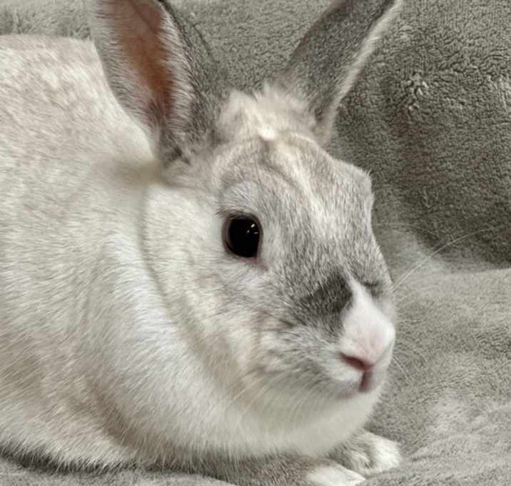 Photo of Poppi
