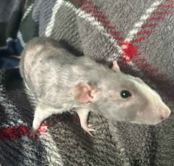 Photo of Pinky