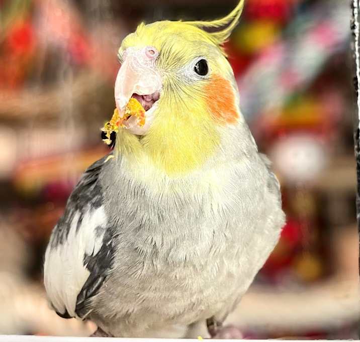 Photo of Gizmo