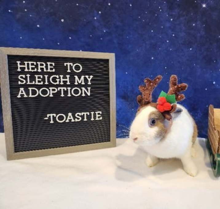 Photo of Toastie