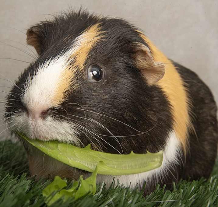 Photo of Bob