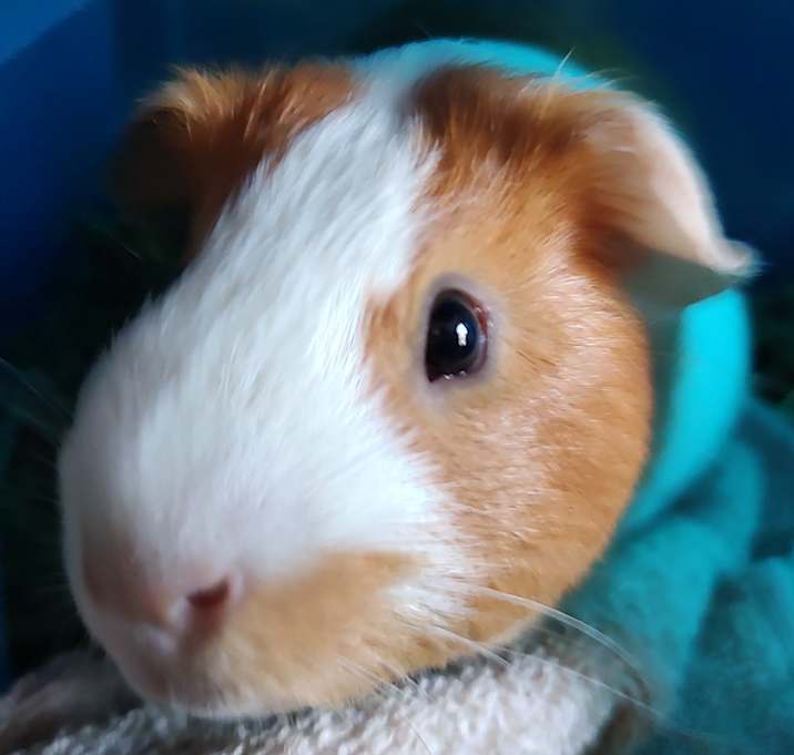 Photo of Skellie