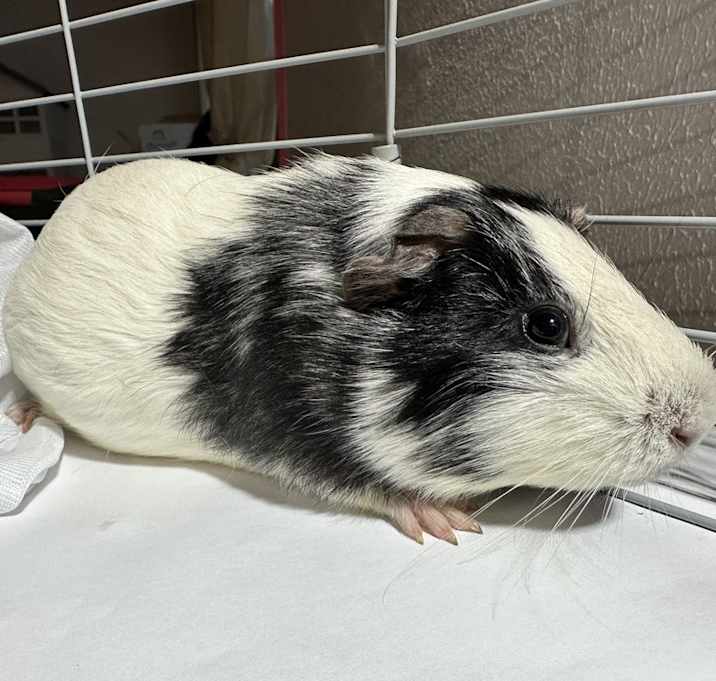 Photo of Bertram