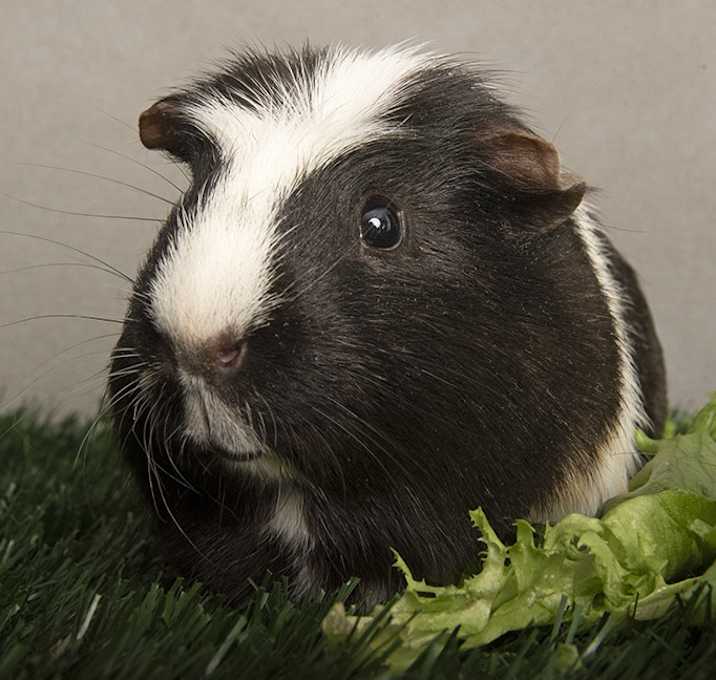 Photo of Ziggy