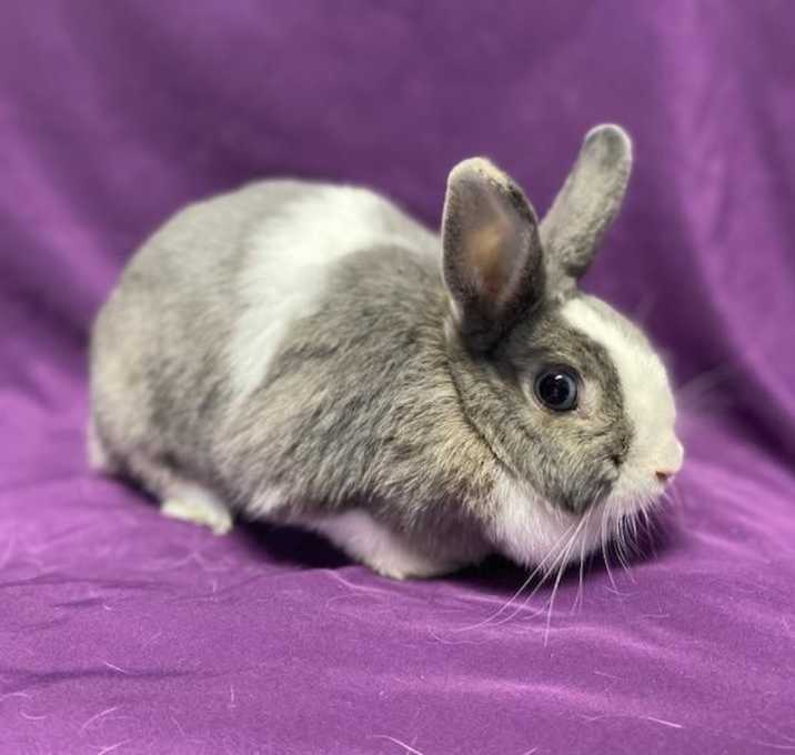 Photo of Suki