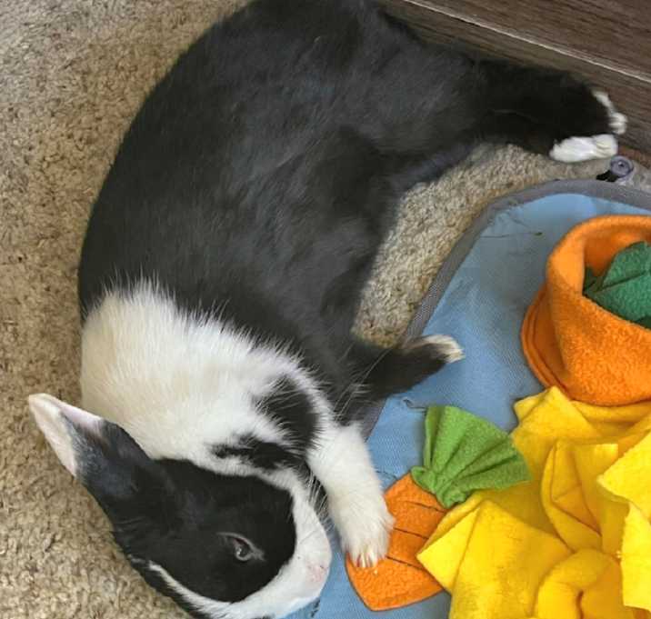 Photo of Nala