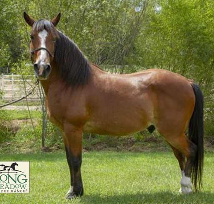 Photo of MOONSHADOW