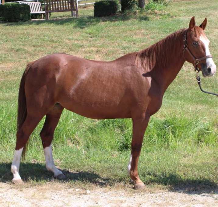 Photo of PRALINE