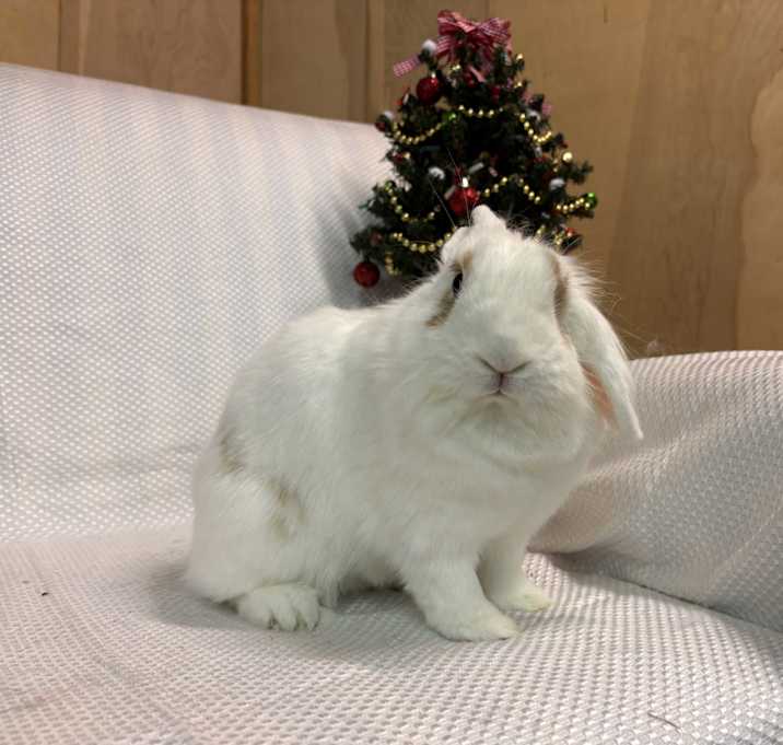 Photo of Athena