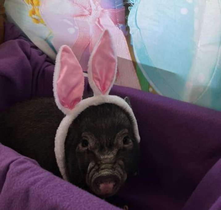 Photo of Wilbur