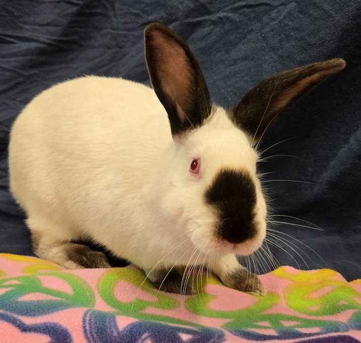 Photo of Toffee