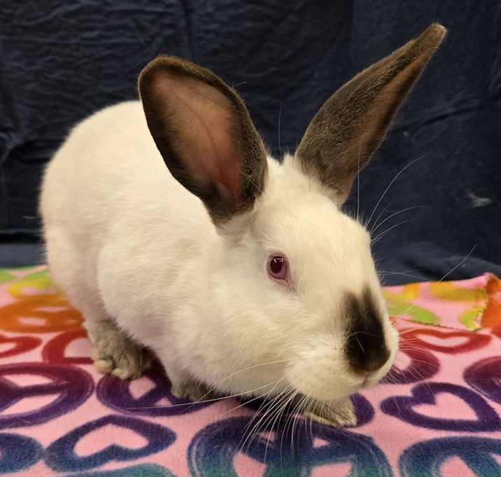 Photo of Holly