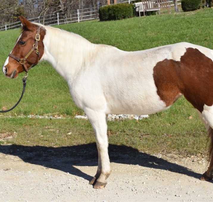 Photo of GEMINI
