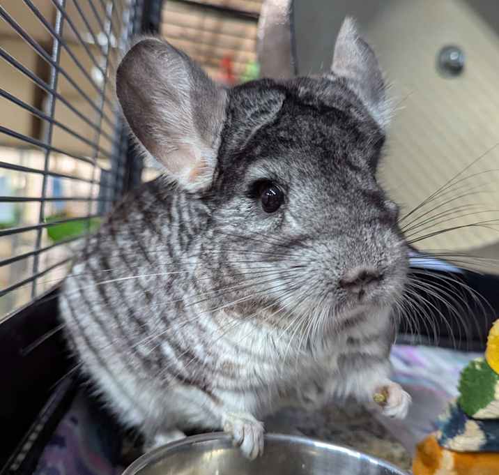 Photo of Lubin