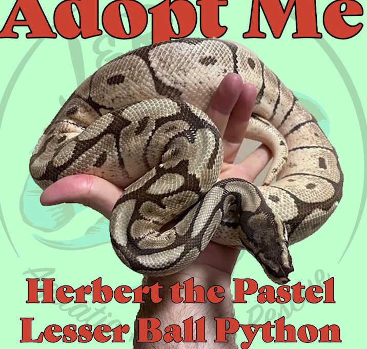 Photo of Herbert the Mojave Spider Ball