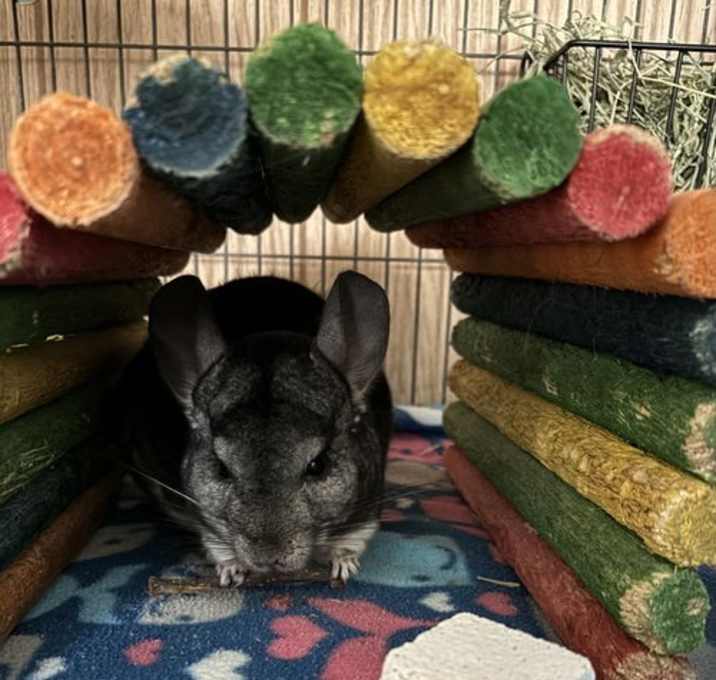 Photo of Willy