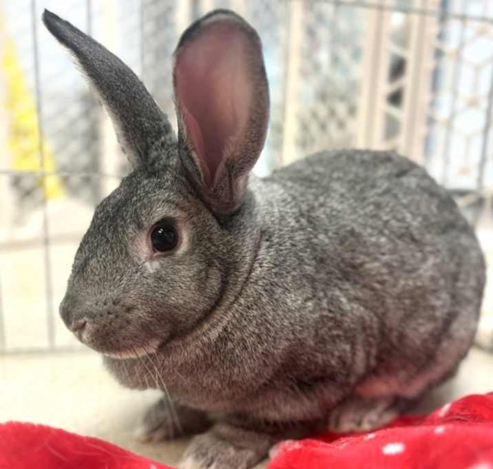 Photo of Clyde