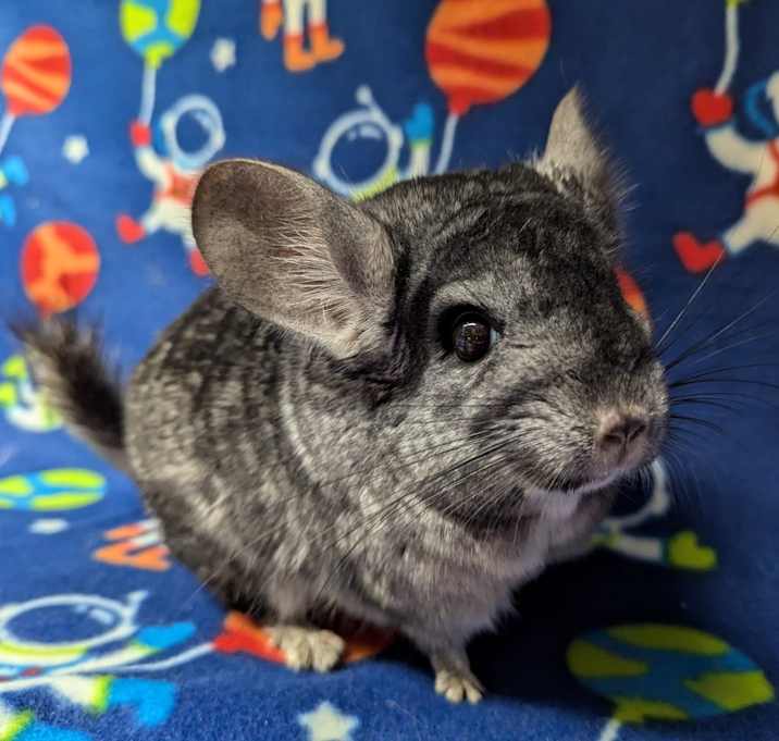 Photo of Roscoe