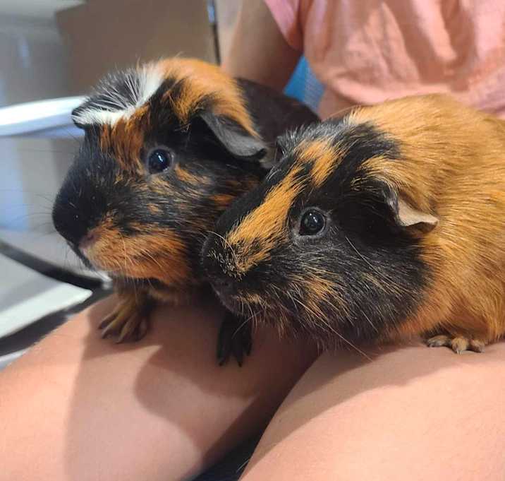 Photo of Potato