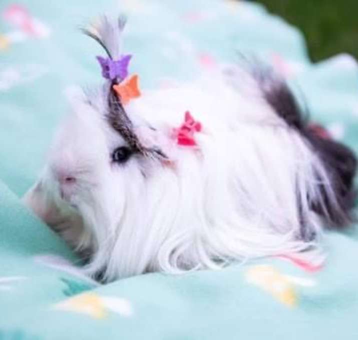 Photo of Romeo