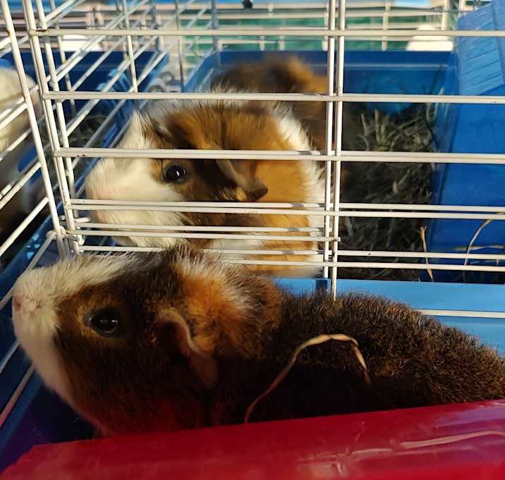 Photo of Cavalier