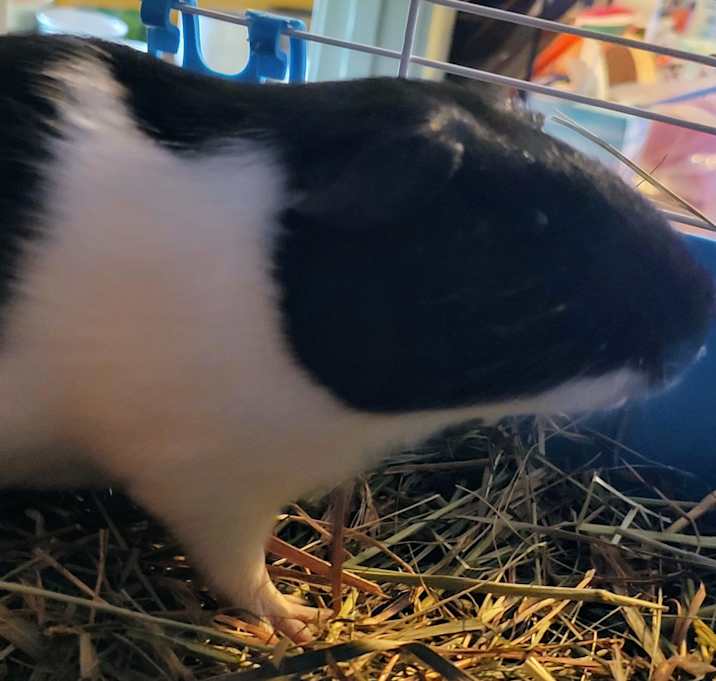 Photo of Bristle