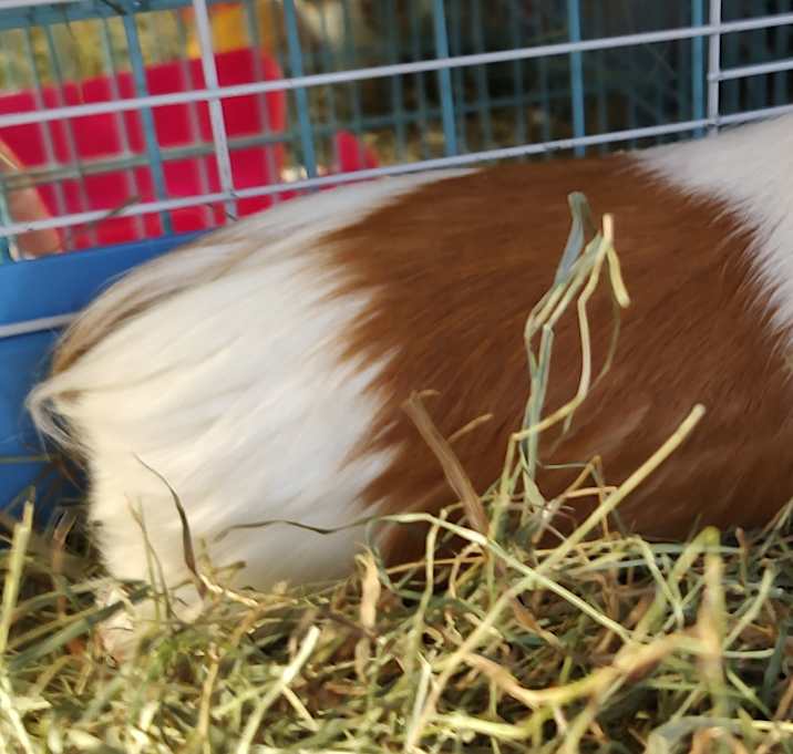 Photo of Postum
