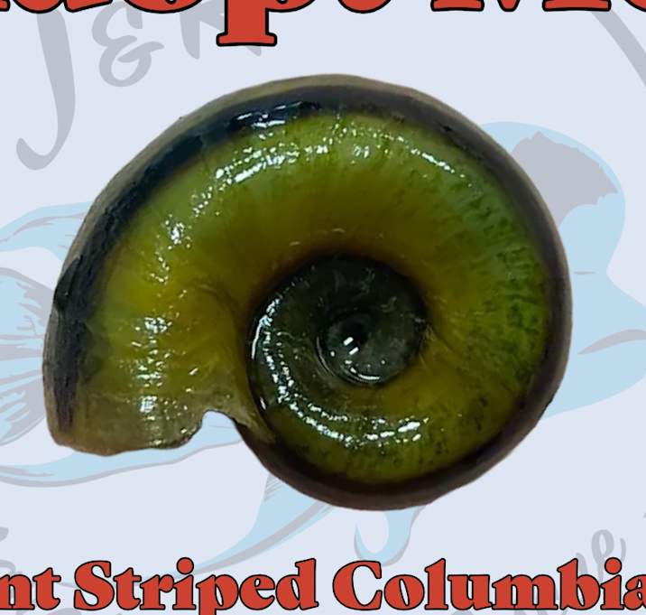 Photo of 🐌 Giant Striped Colombian Ram