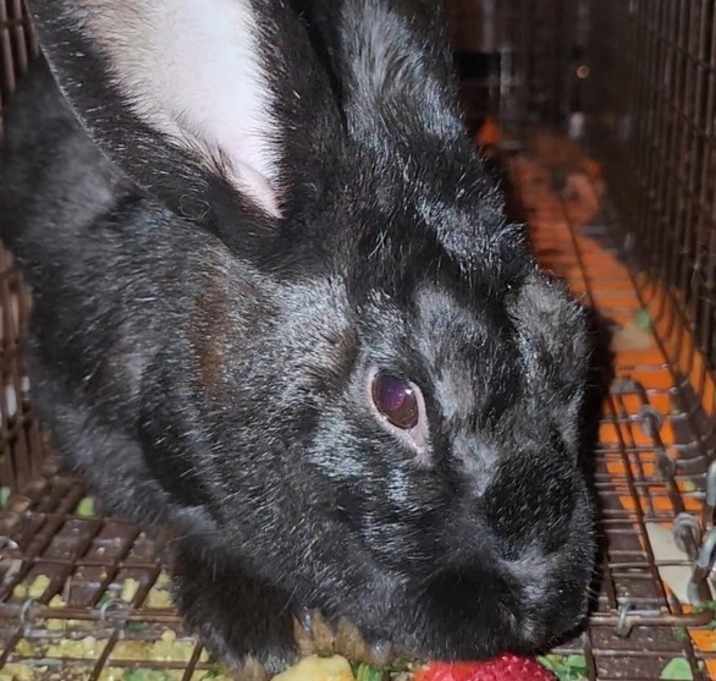 Photo of Belleview bunnies  copy #5