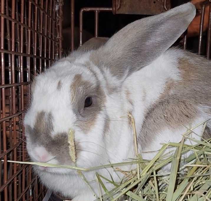 Photo of Belleview bunnies  copy #6