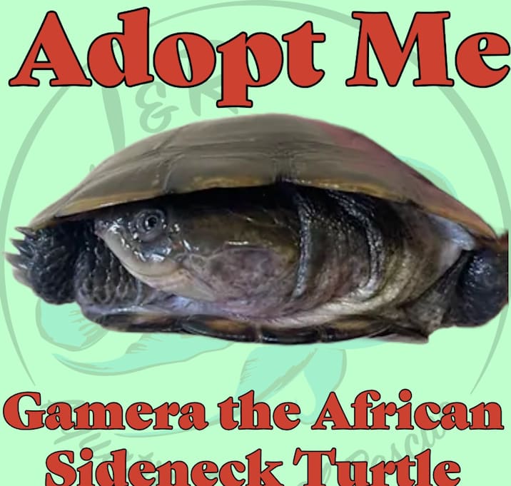 Photo of Gamera the African Sideneck