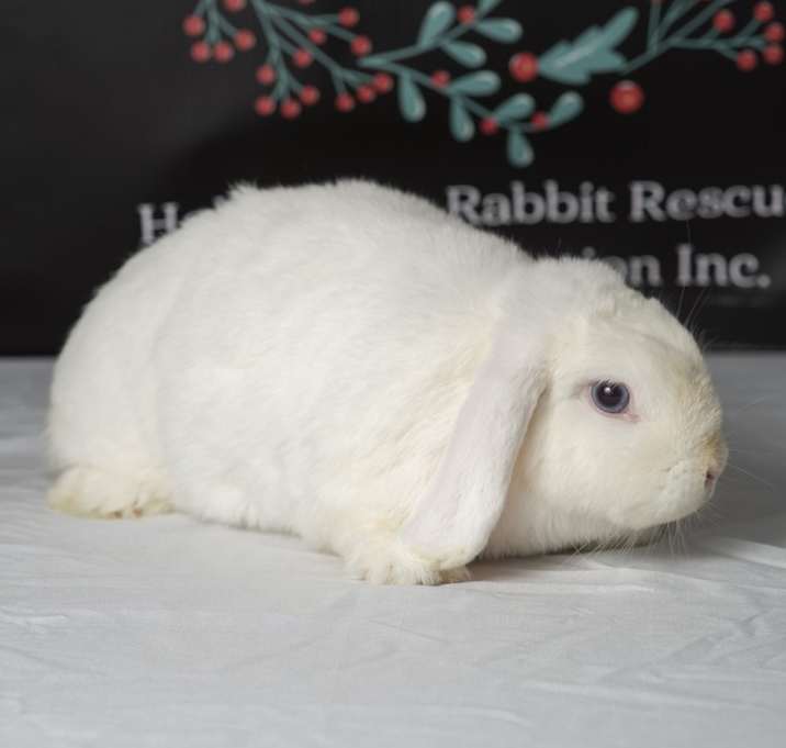 Photo of Flip Flop