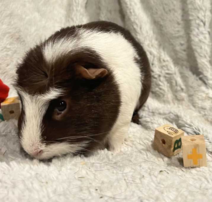 Photo of Brownie