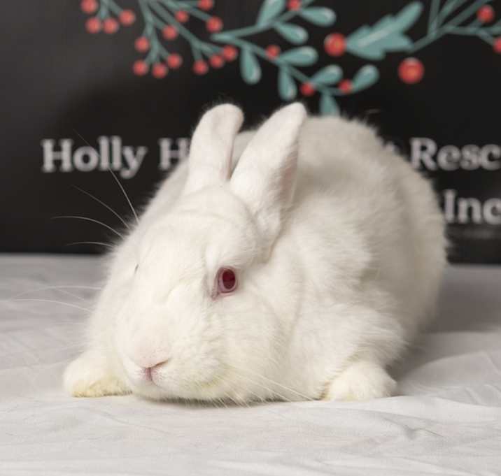Photo of Piper