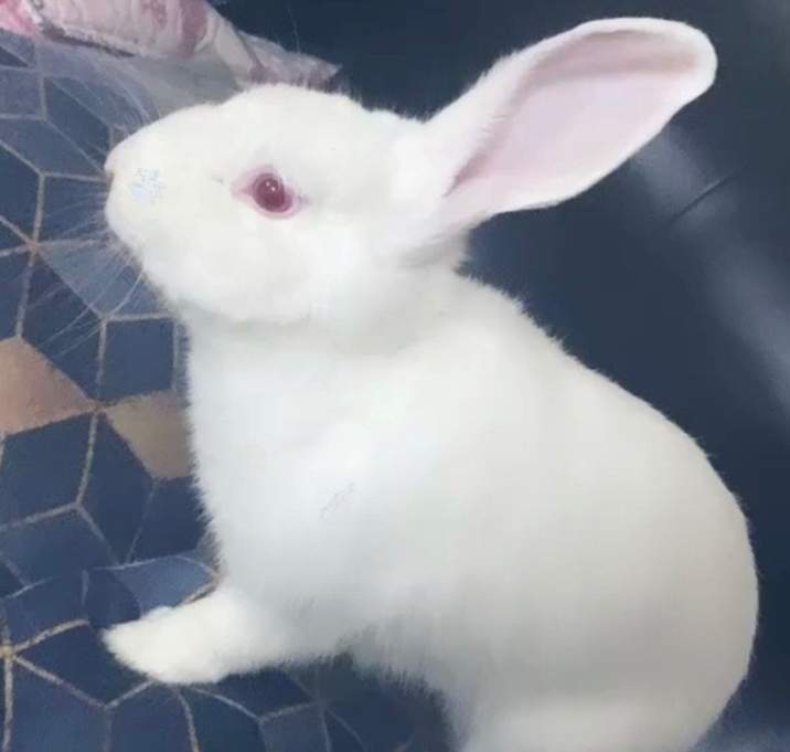 Photo of Harvey (Bonded to Gina)
