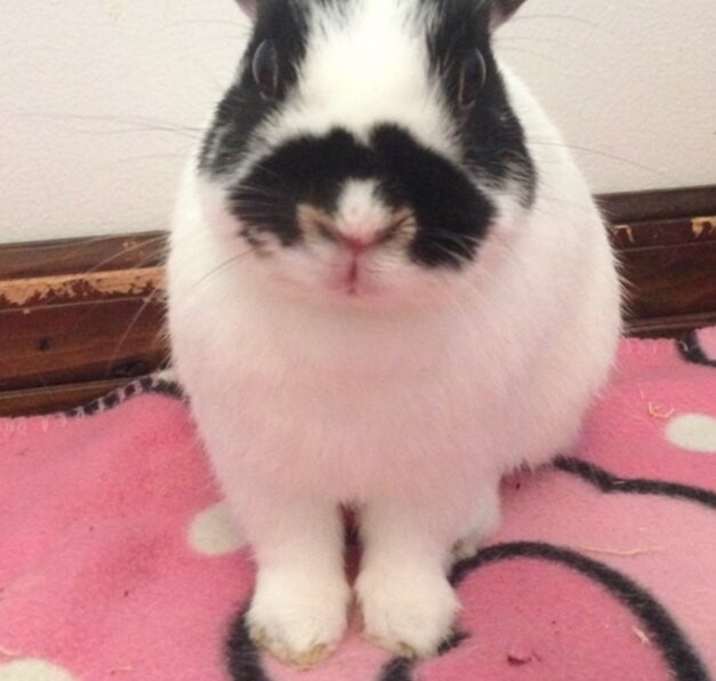 Photo of Bandito (Bonded to Cleodora)