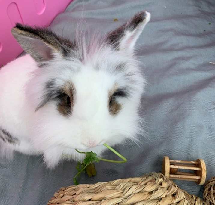 Photo of Cleodora (Bonded to Bandito)