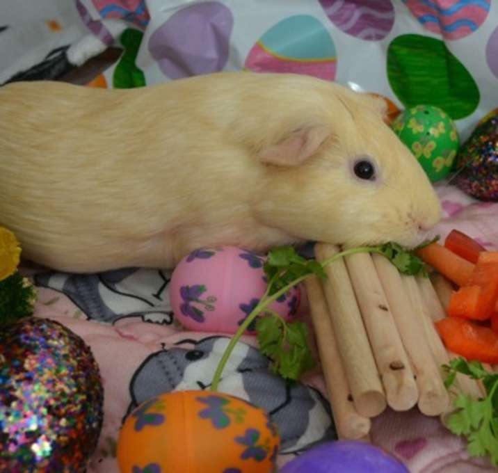 Photo of Finn