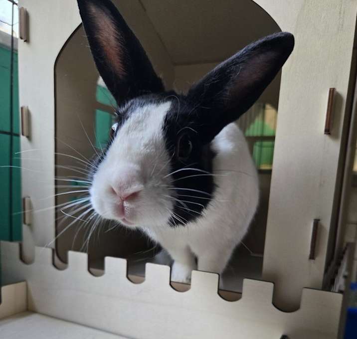 Photo of Lemon