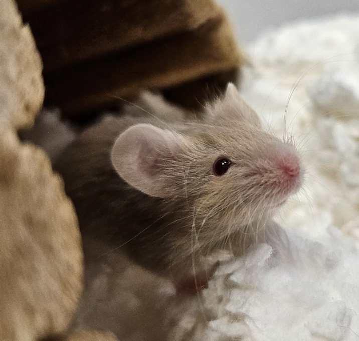Photo of Baby Fancy Mice