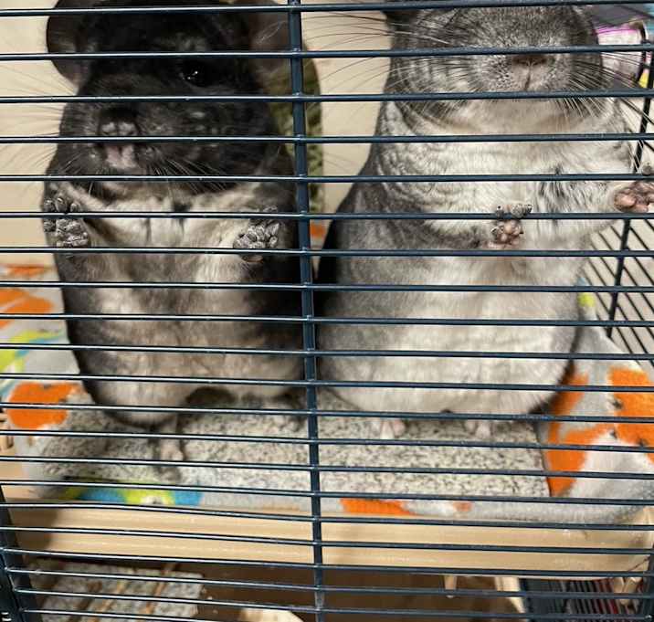 WOOKI & WOOLI Photo #1