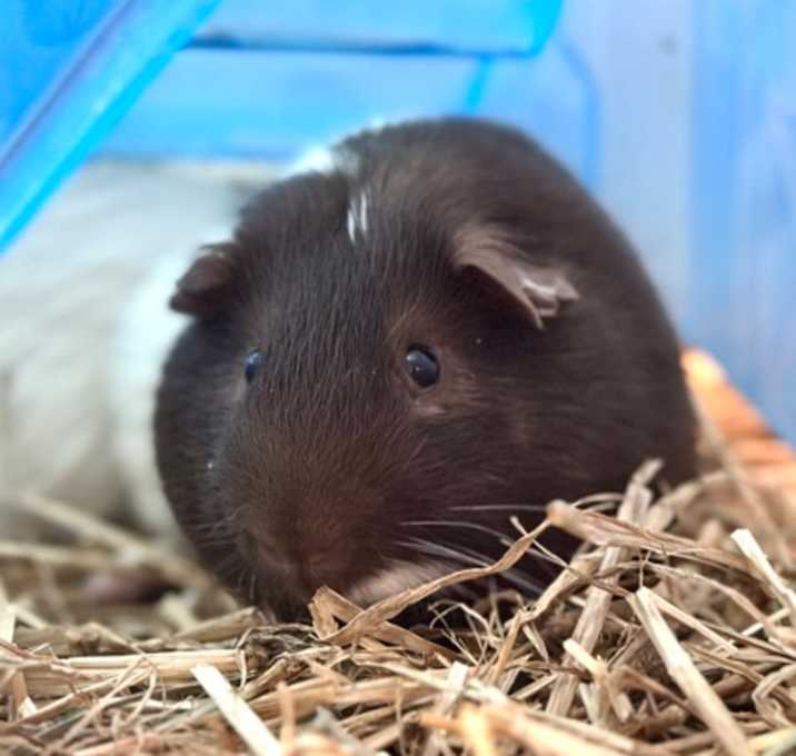 Photo of Coal