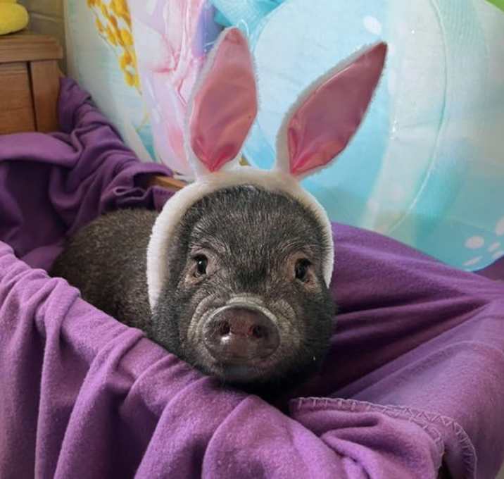 Photo of Watson