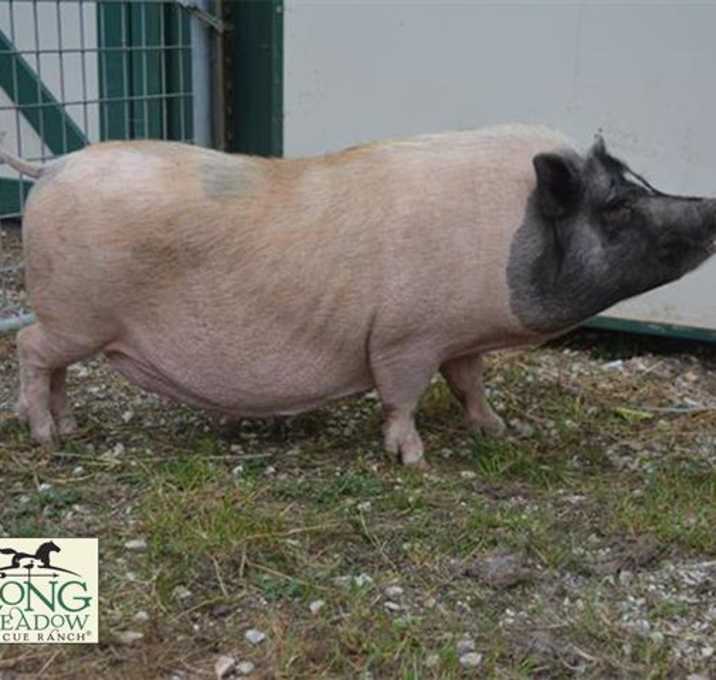 Photo of SABRINA