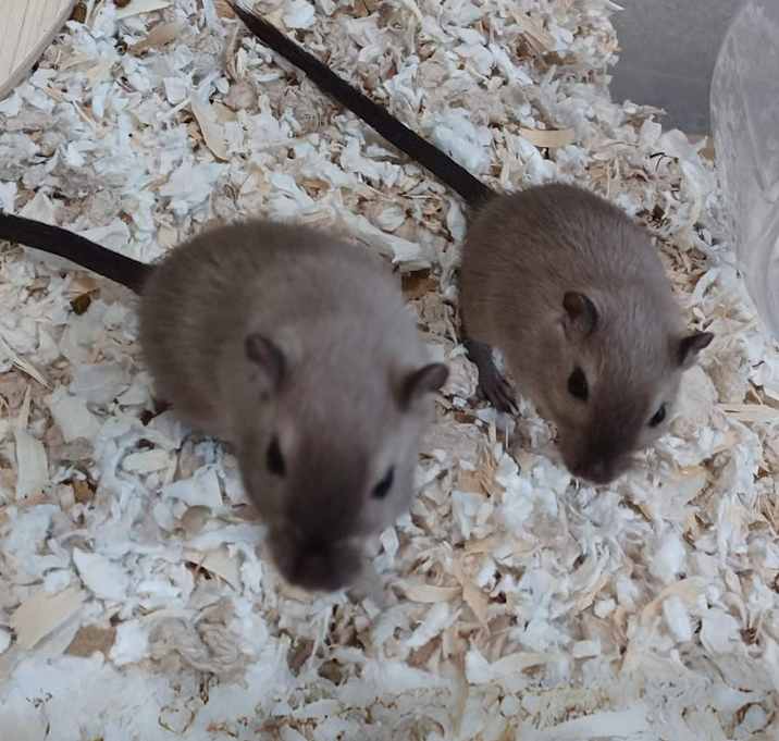 Photo of Felix and Jasper