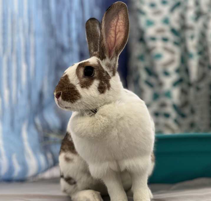 Photo of Willow