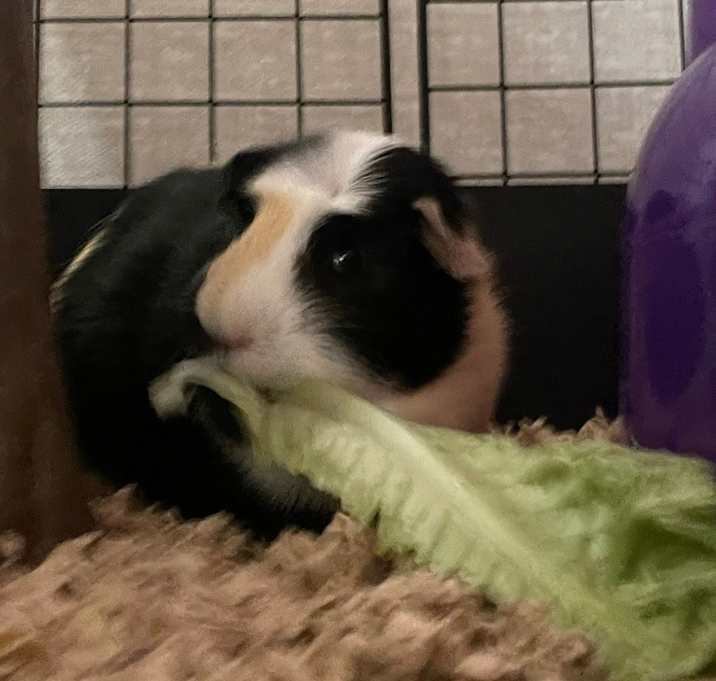Photo of Sina-Bonded to Tootsie & Rose